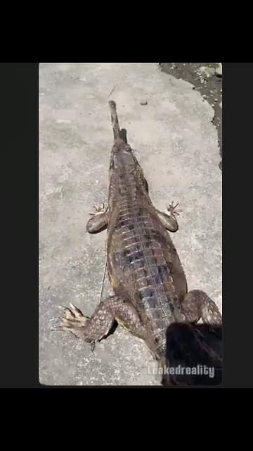 Hey I wonder if pet this thing will it bite? Yes. Dumbass.