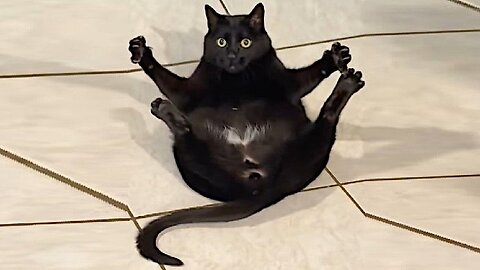 Normal Cats 😂 | Funny Cat Video Compilation