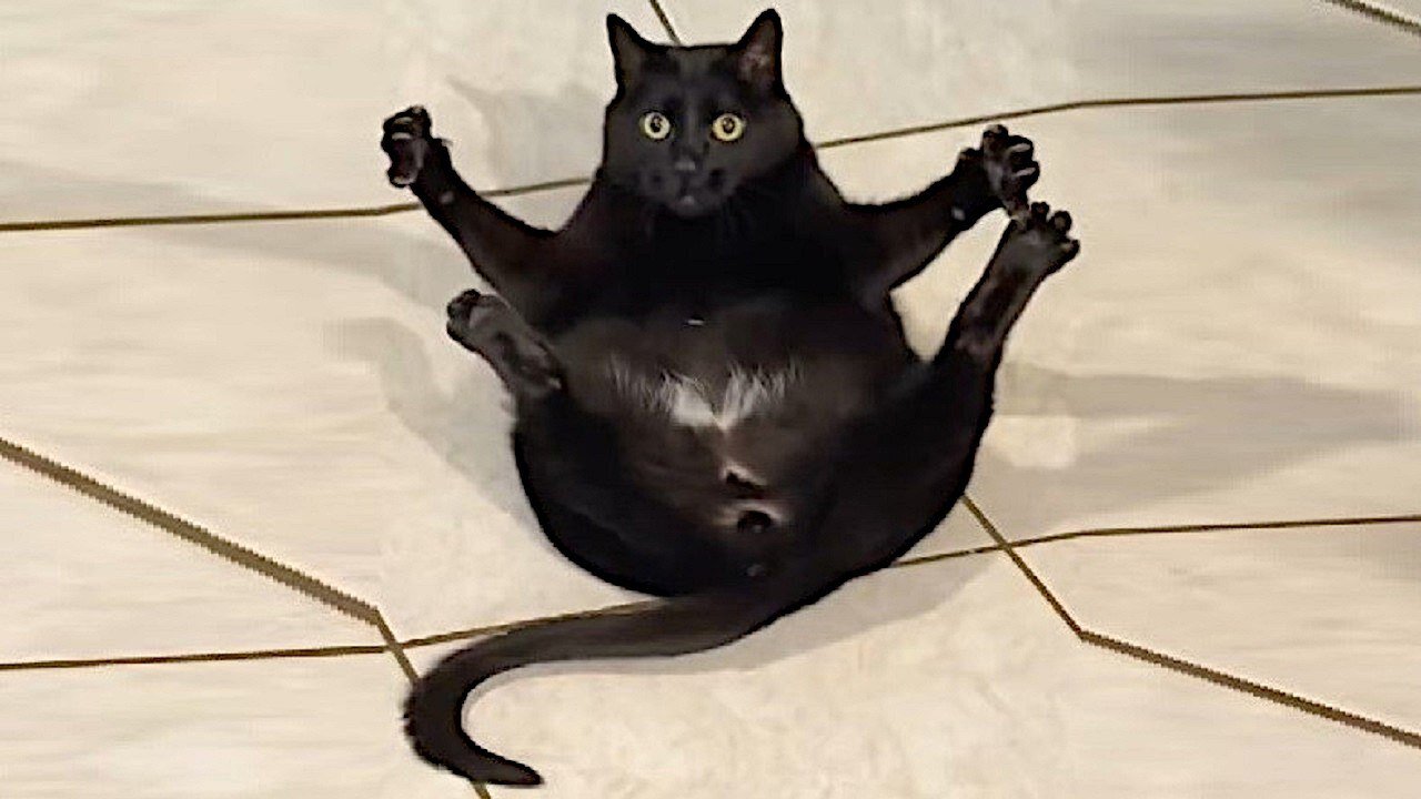 Normal Cats 😂 | Funny Cat Video Compilation