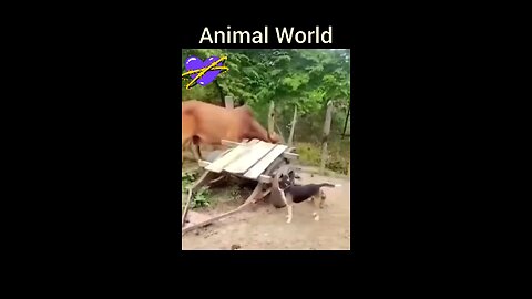 Confused Animals. very funny