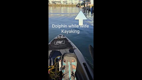 Dolphin Sighting