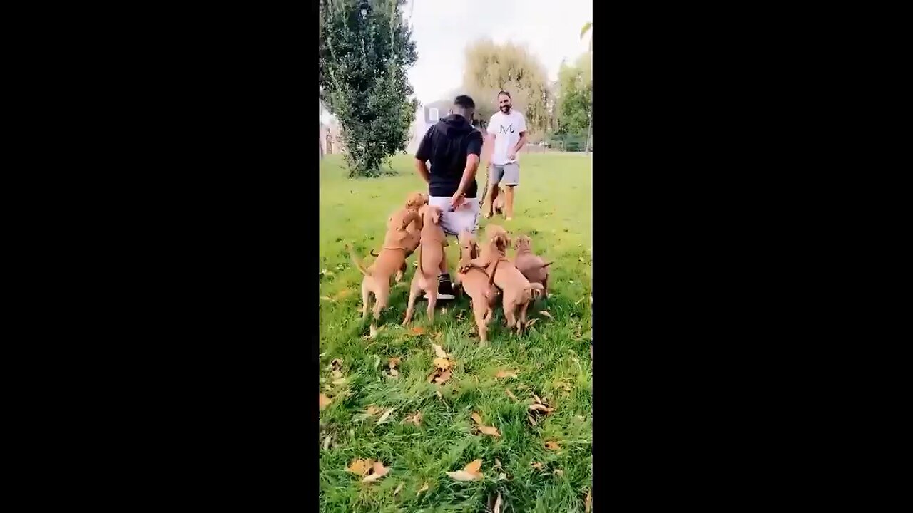 Dog's Funny Video