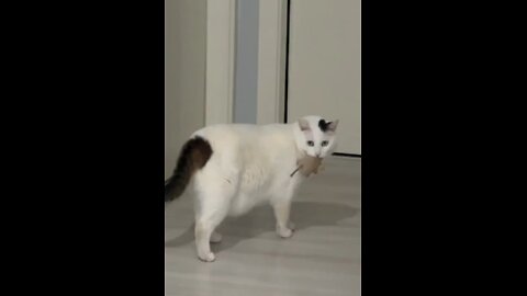 I Gave Fake Mouse 🐁 This Is How My Cat Reacts 😅