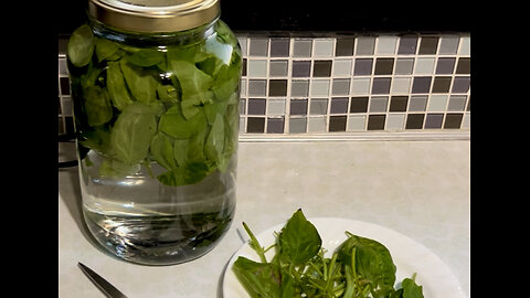 Herbal IceTea 🌱 Genovese (Sweet) Basil