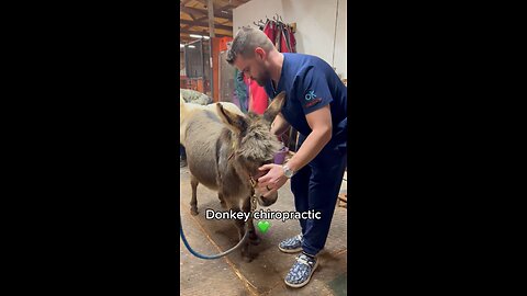 A donkey getting chiropractic care? 🫏✨ You won’t believe how common this actually is!