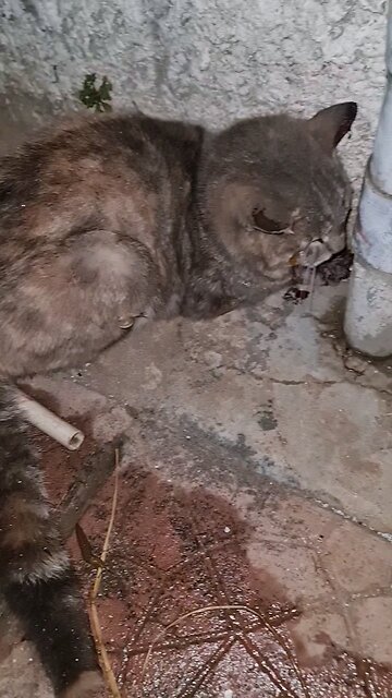 This cat was in a really bad car accident and is still going strong.