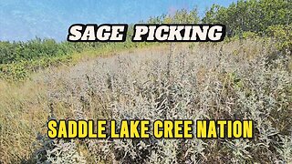 Picking in Saddle Lake Cree Nation - Alberta