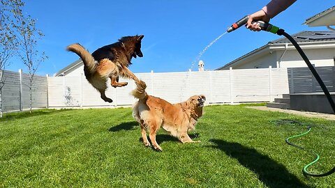 German Shepherd Launches Into Orbit Over a Garden Hose