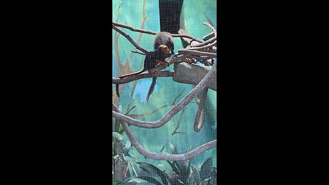 Two primates and one them is golden-headed lion tamarins 🐒