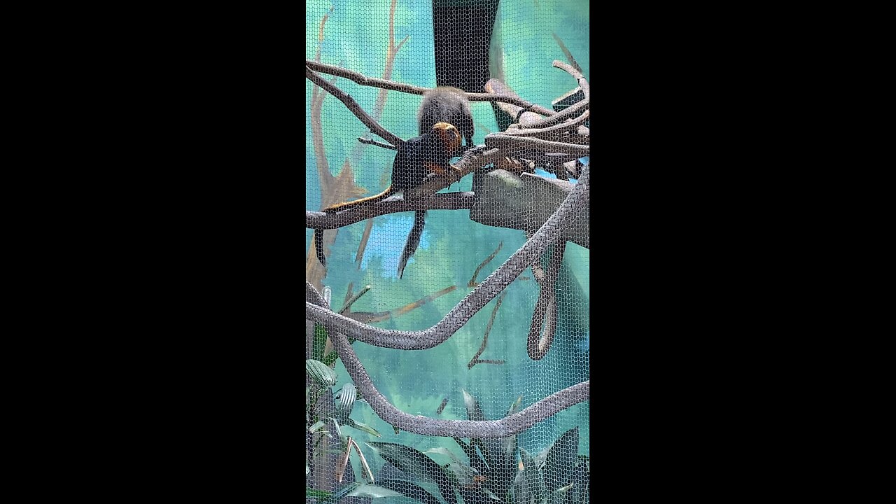 Two primates and one them is golden-headed lion tamarins 🐒