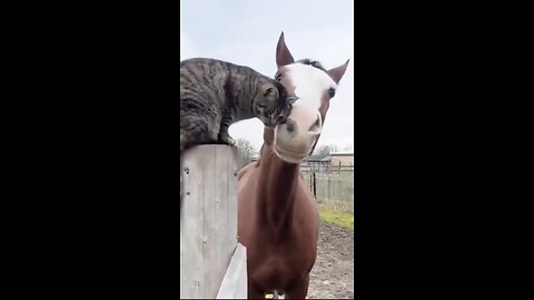 best Cat play horsing around