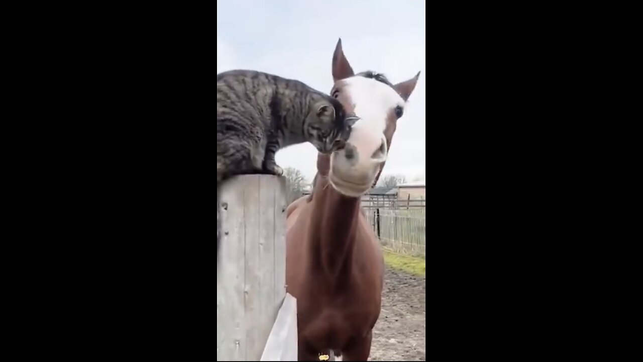 best Cat play horsing around