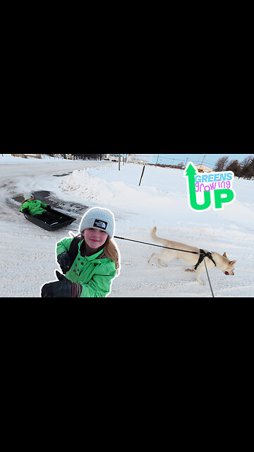 #dogsledding to #school