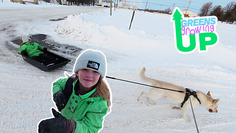 #dogsledding to #school