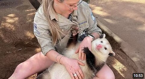 When Animal Distribution System Completely Lost Control 🤣 Funniest Animal Videos 2025