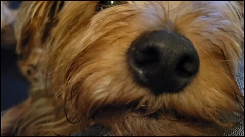 Batman is sad puppy #yorkie #funnydogs #centenarian #funnyoldpeople