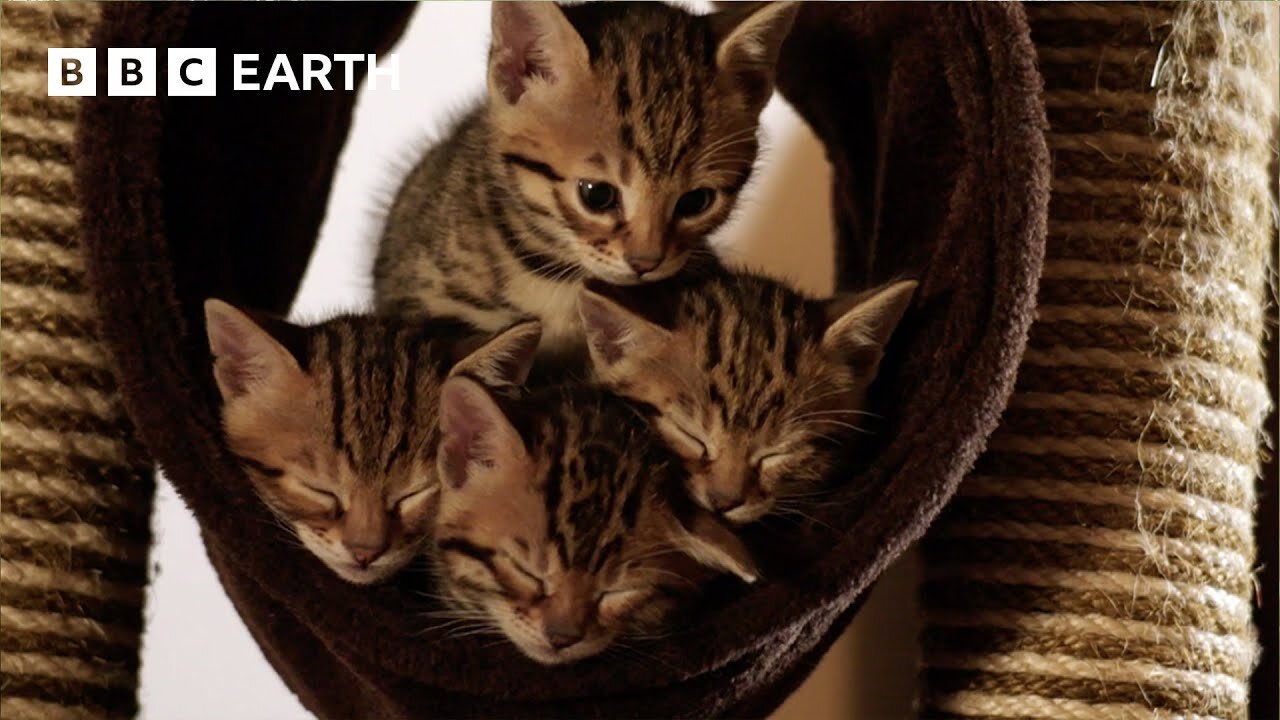 Acrobatic Bengal Kittens Learn To Hunt _ Wonderful World of Puppies