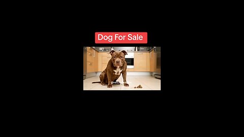 Dog For Sale