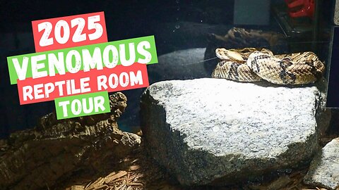 2025 Venomous Reptile Room Tour | Rattlesnakes, Copperheads & More!
