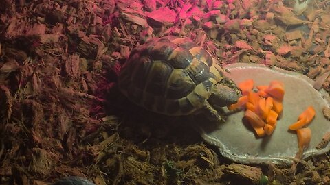 tortoise feeding