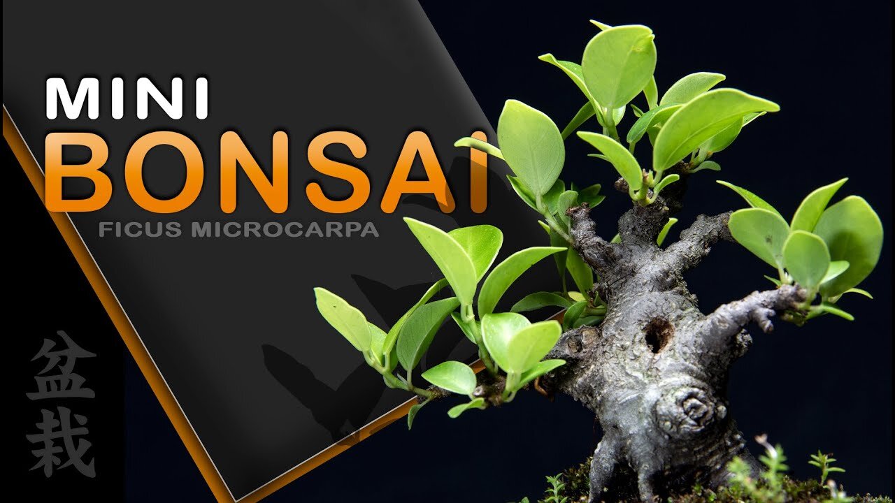 Mini Bonsai - Ficus Microcarpa : Bonsai SP