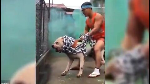 TOP 10 MOST POWERFUL DOGS IN THE WORLD 🐕