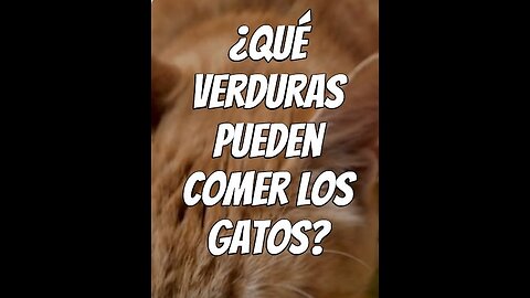 Qué-verduras-pueden-comer-los-gatos