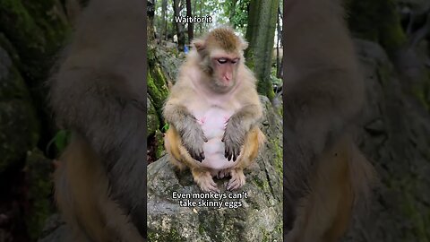 Top 25 monkey moments 🐒