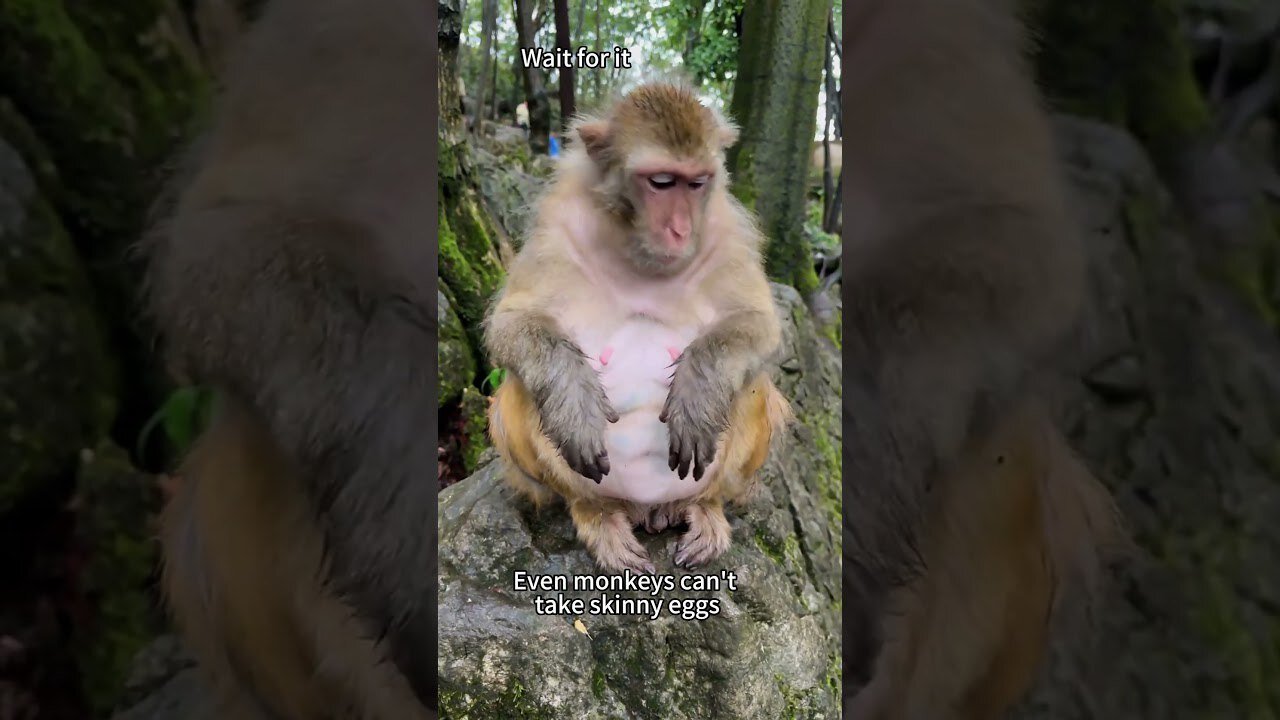 Top 25 monkey moments 🐒