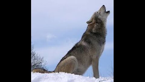 Icelandic Wolves [Injun Remix]