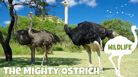 The Fascinating World of Ostriches Fast, Unique, and Full of Surprises!