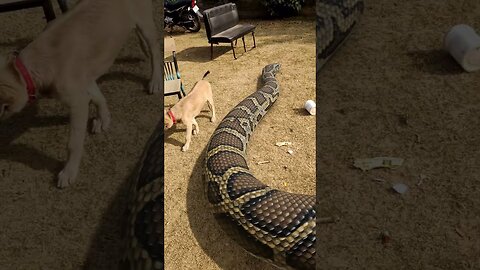 Giant snake playing with Dog in Park #snake #shorts