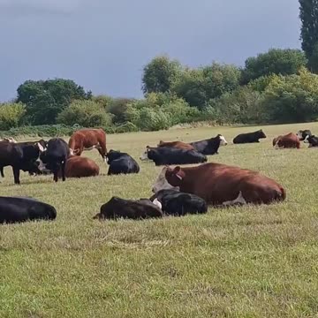 Cattle Territory 🐮