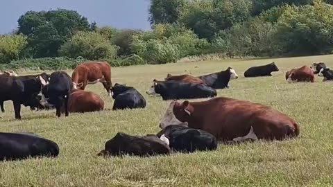 Cattle Territory 🐮