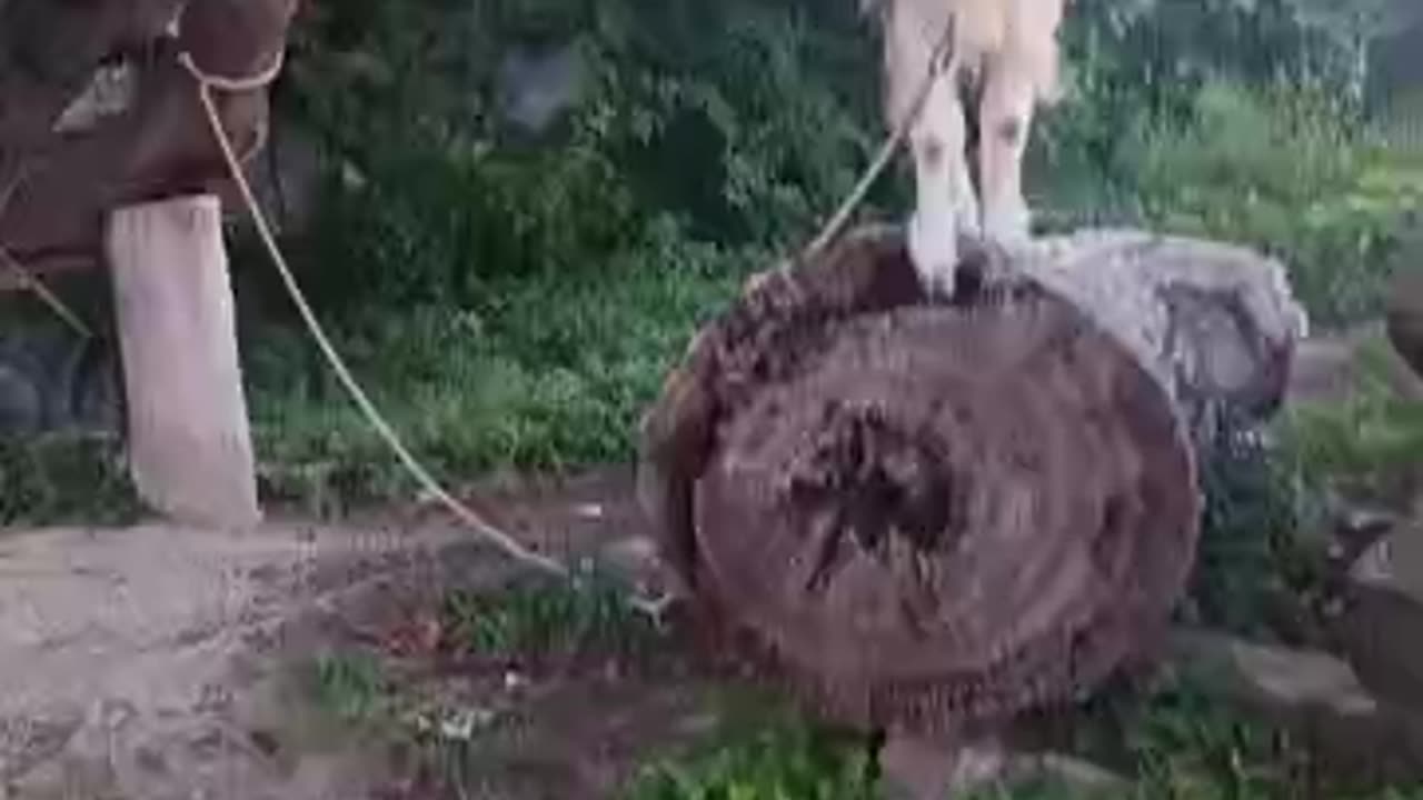 ９月の山羊さん