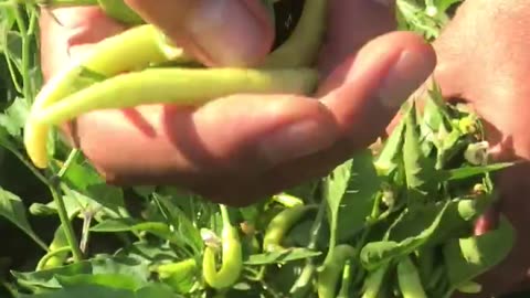 How to harvest Yedikardeş ornamental pepper?