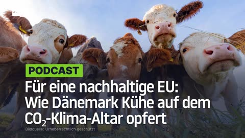 Für eine nachhaltige EU: Wie Dänemark Kühe auf dem CO₂-Klima-Altar opfert