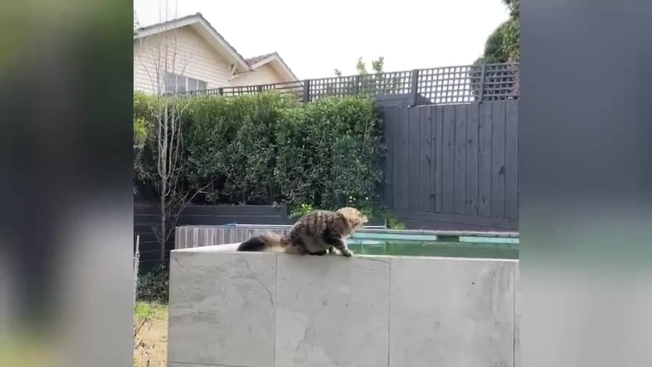 Hilarious Cats and Dogs Moments