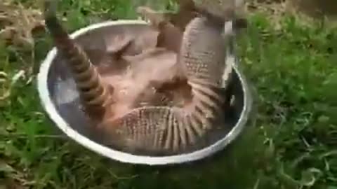 Armadillo Bath