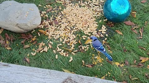 Blue Jays Raiding Whole Peanuts in a Blue Jay designated Area