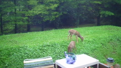 Buck & Doe Eating - Date: 9/7/2011