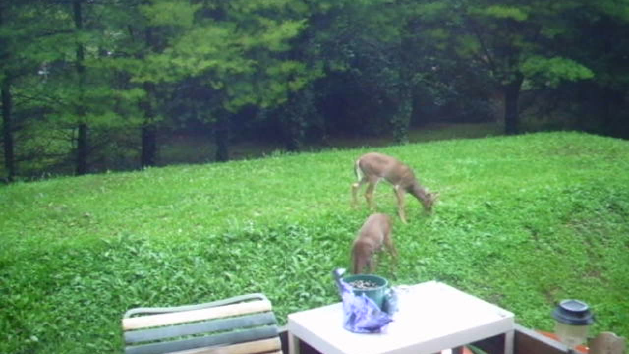 Buck & Doe Eating - Date: 9/7/2011