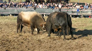 Zećo od Jukića vs Perći od Jašaragića Ramići 2025