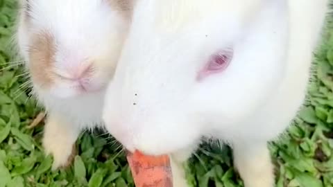 Tiny Bunny Adventures in the Garden"