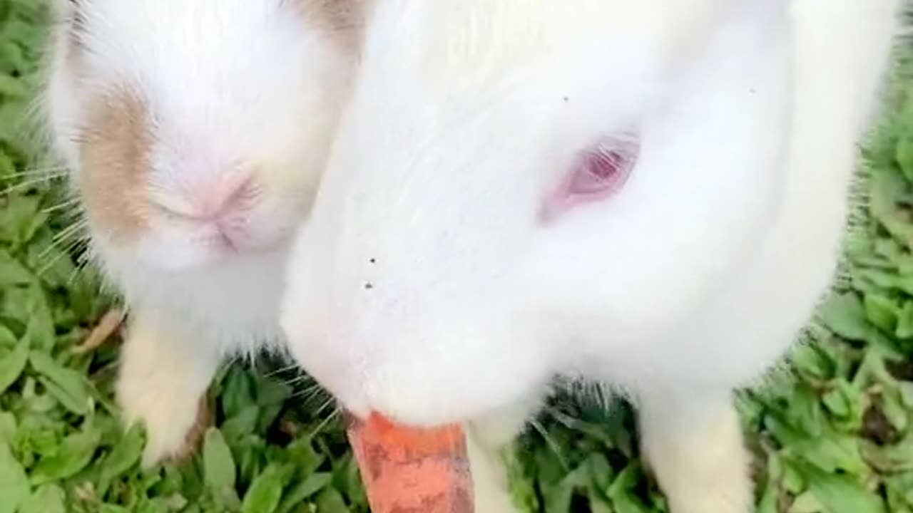 Tiny Bunny Adventures in the Garden"