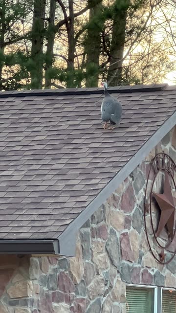 Guinea Roofing Company offers FREE INSPECTIONS!!