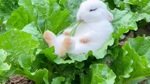 Squirrel salad.