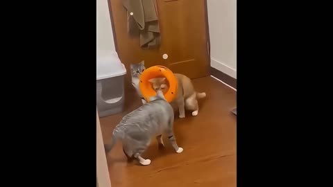 2025 Funniest Cats and Dogs Memes Try Not to Laugh Challenge