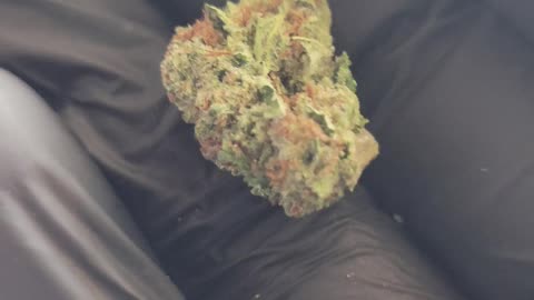 Blueberry Muffin THCA Flower