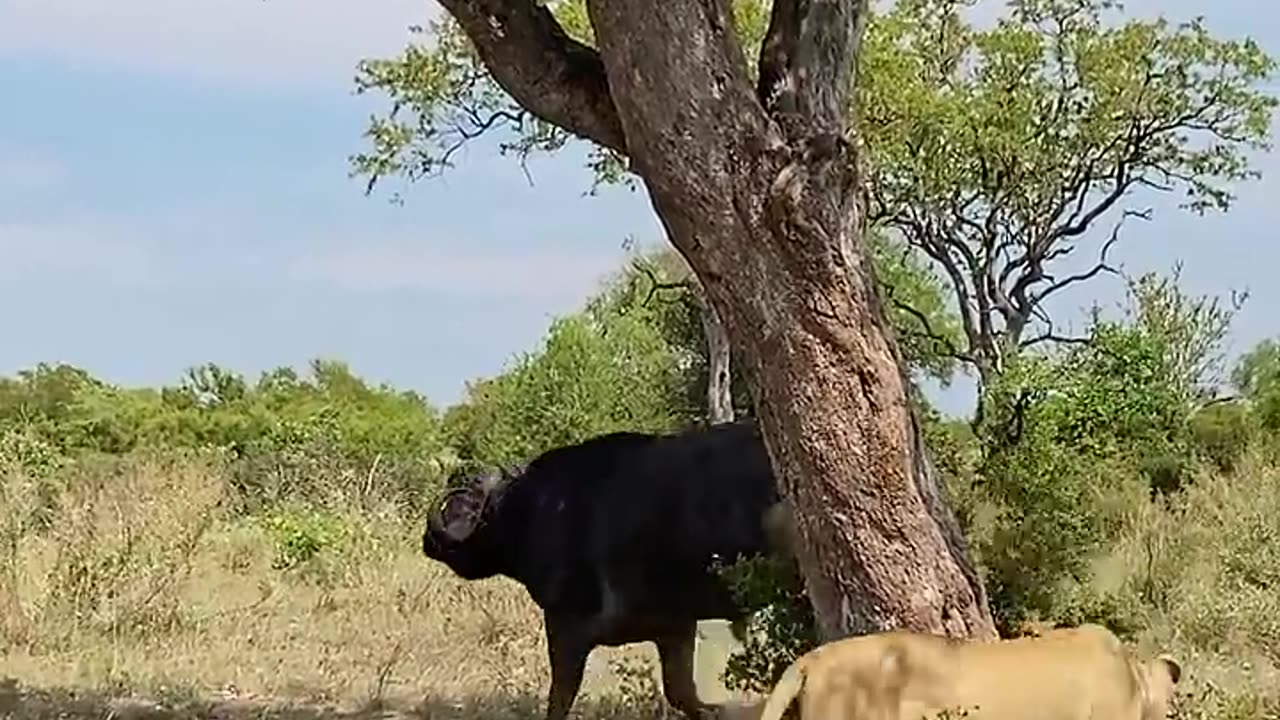 Smart lion outwits buffalo 🦁🐃😆